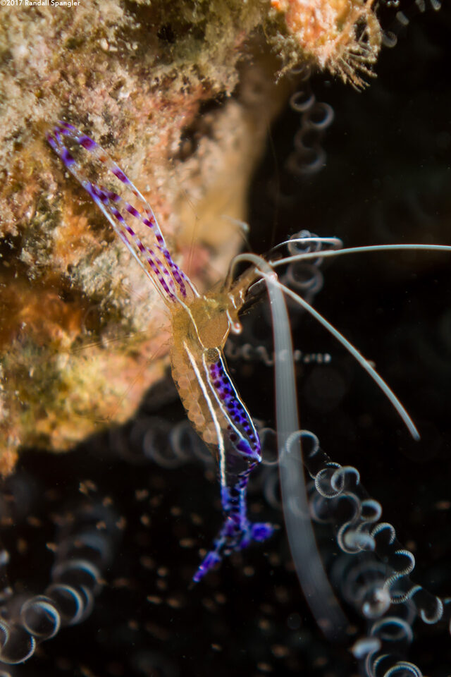 Ancylomenes pedersoni (Pederson Cleaner Shrimp); Carrying eggs