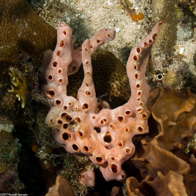 Desmapsamma anchorata (Lumpy Overgrowing Sponge)