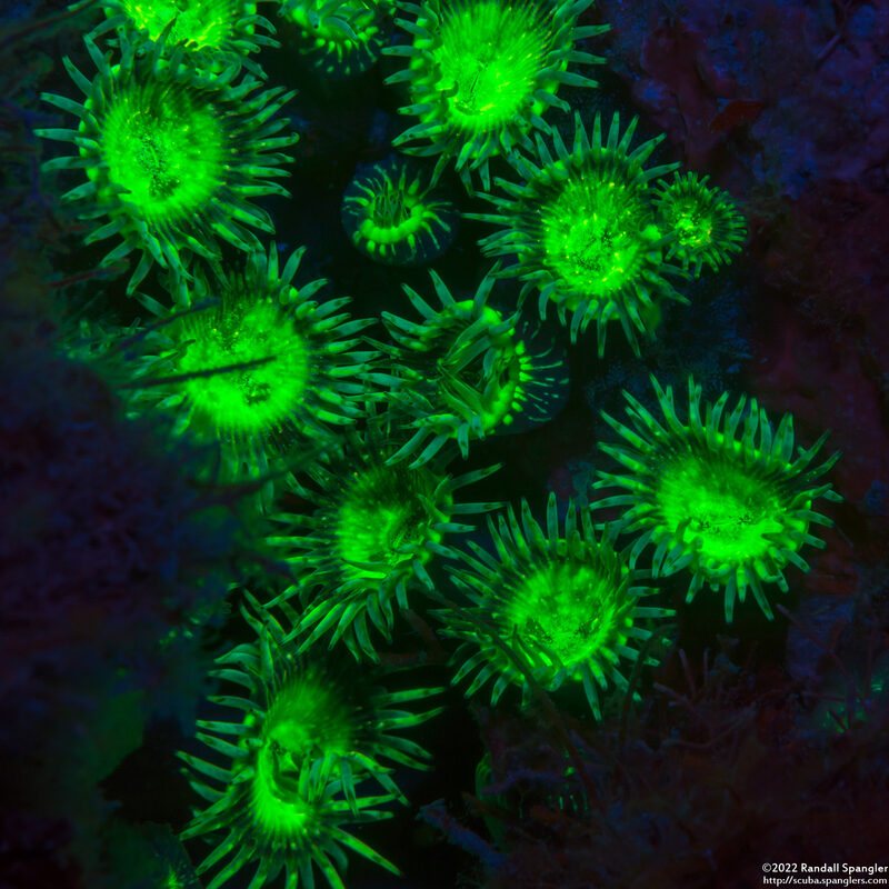 Zoanthus pulchellus (Mat Zoanthid)