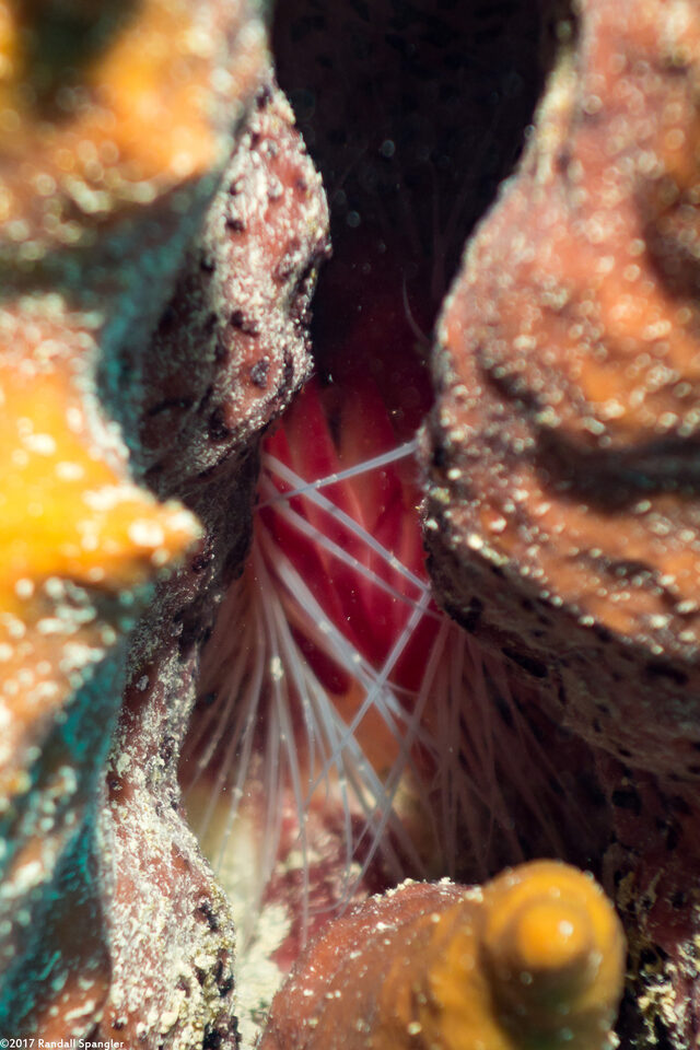 Ctenoides scaber (Rough Fileclam)