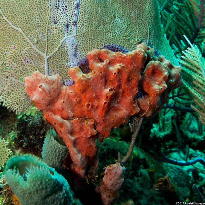 Desmapsamma anchorata (Lumpy Overgrowing Sponge)