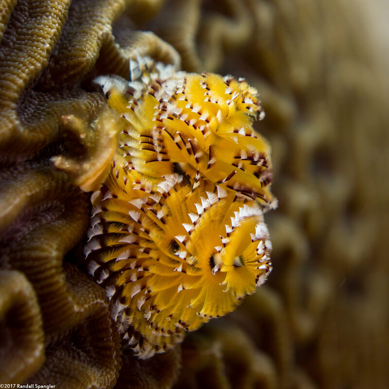 Spirobranchus giganteus (Christmas Tree Worm)