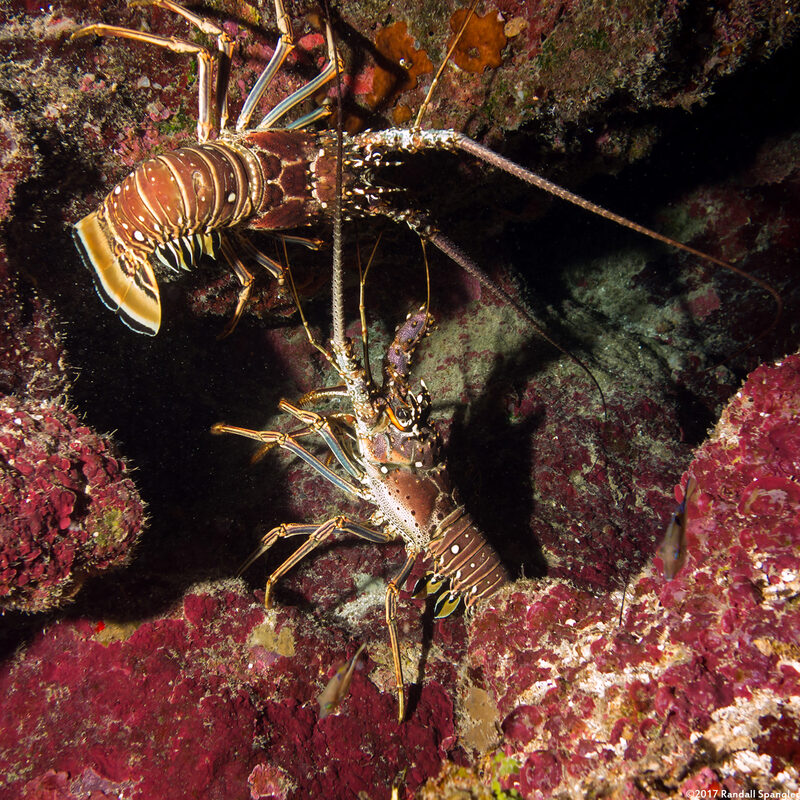 Panulirus argus (Caribbean Spiny Lobster)