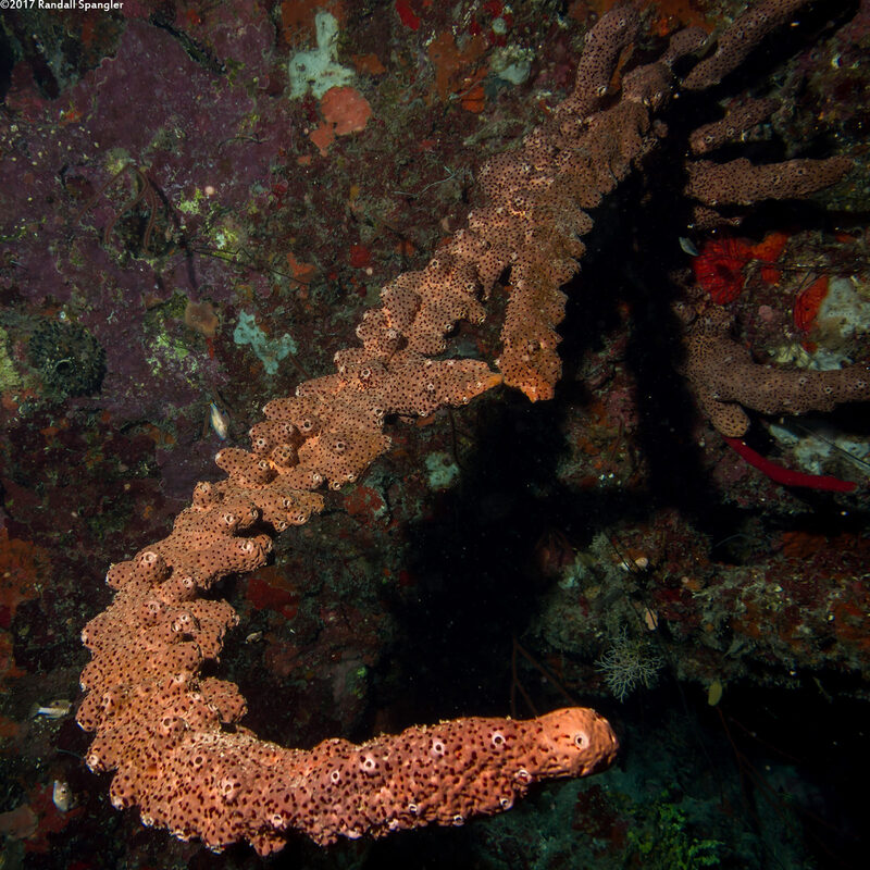 Agelas conifera (Brown Tube Sponge)