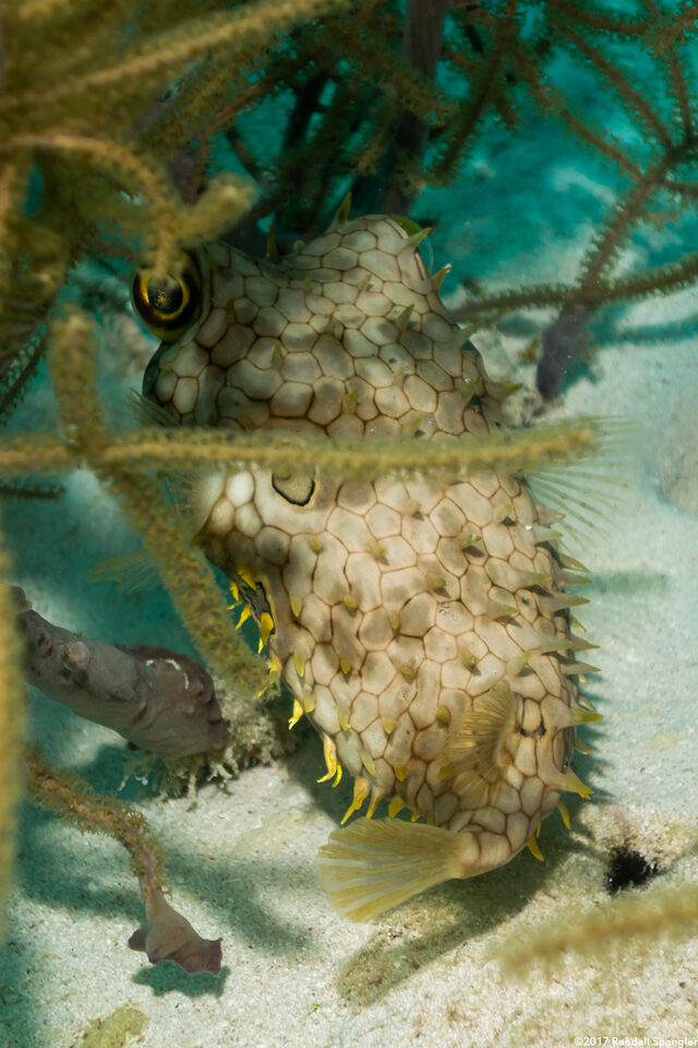 Chilomycterus antillarum (Web Burrfish)
