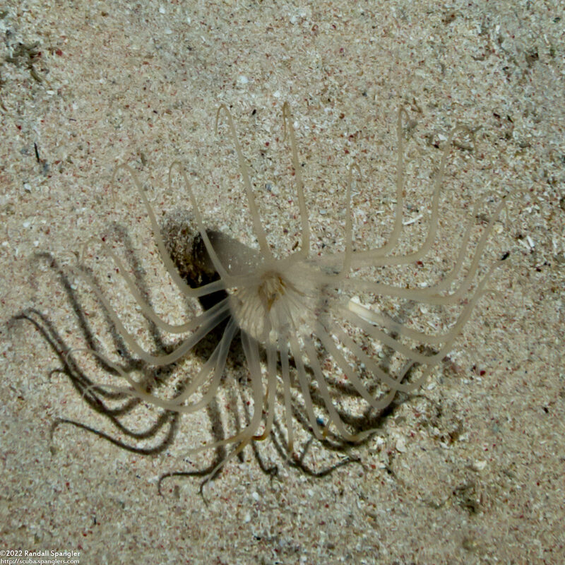 Cerianthidae sp.1 (Transparent Tube-Dwelling Anemone)