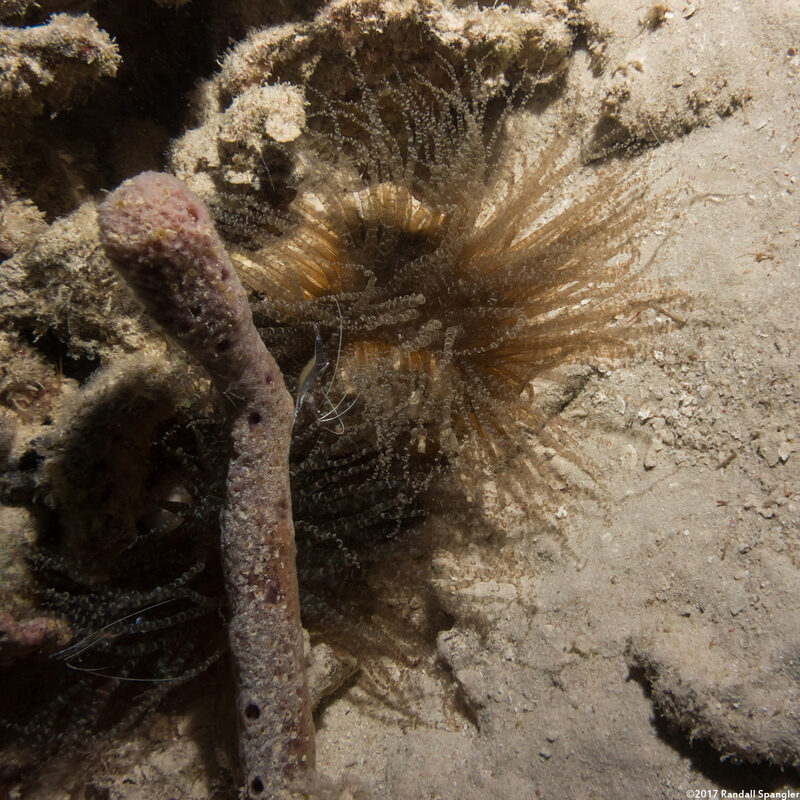 Bartholomea annulata (Corkscrew Anemone)