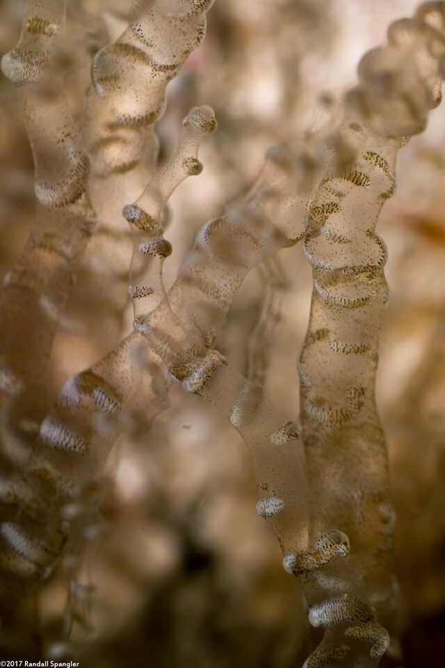 Bartholomea annulata (Corkscrew Anemone)