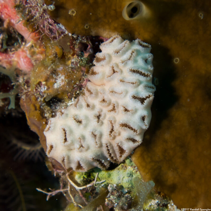 Palythoa caribaeorum (Encrusting Zoanthid)