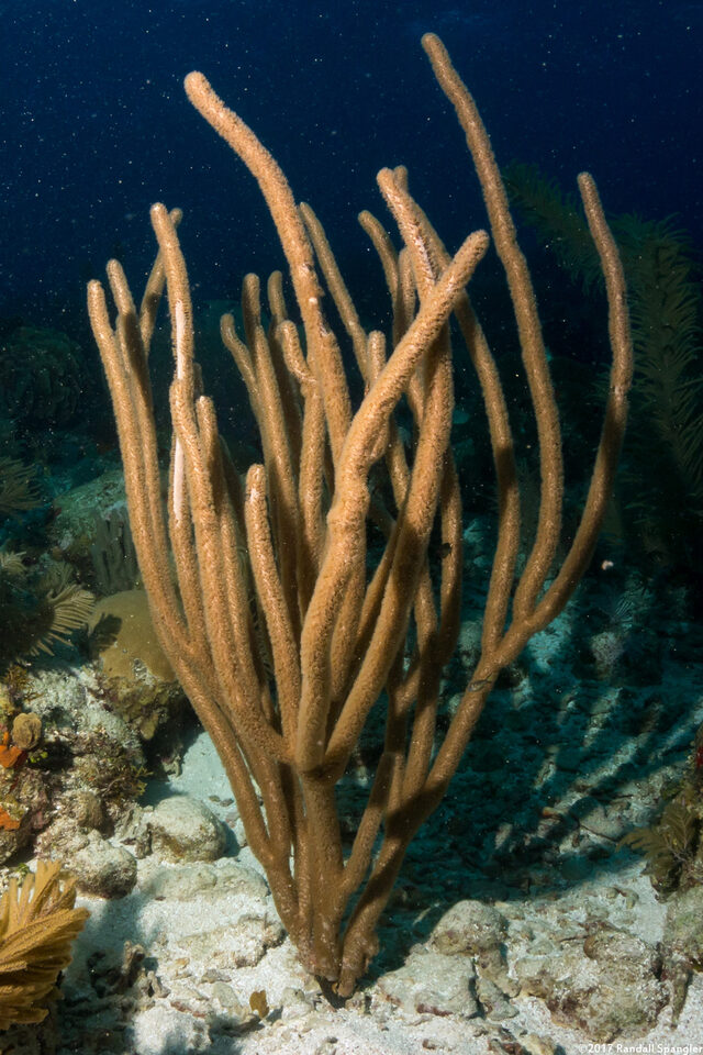 Pseudoplexaura sp.1 (Porous Sea Rod)
