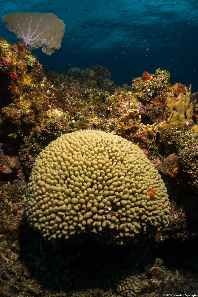 Madracis auretenra (Yellow Pencil Coral)