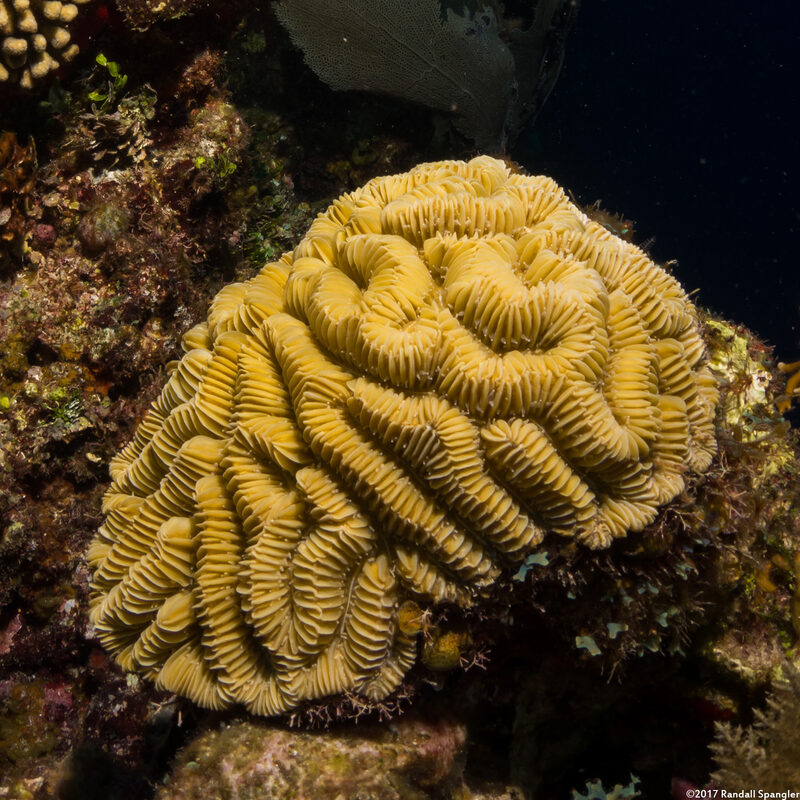 Meandrina meandrites (Maze Coral)