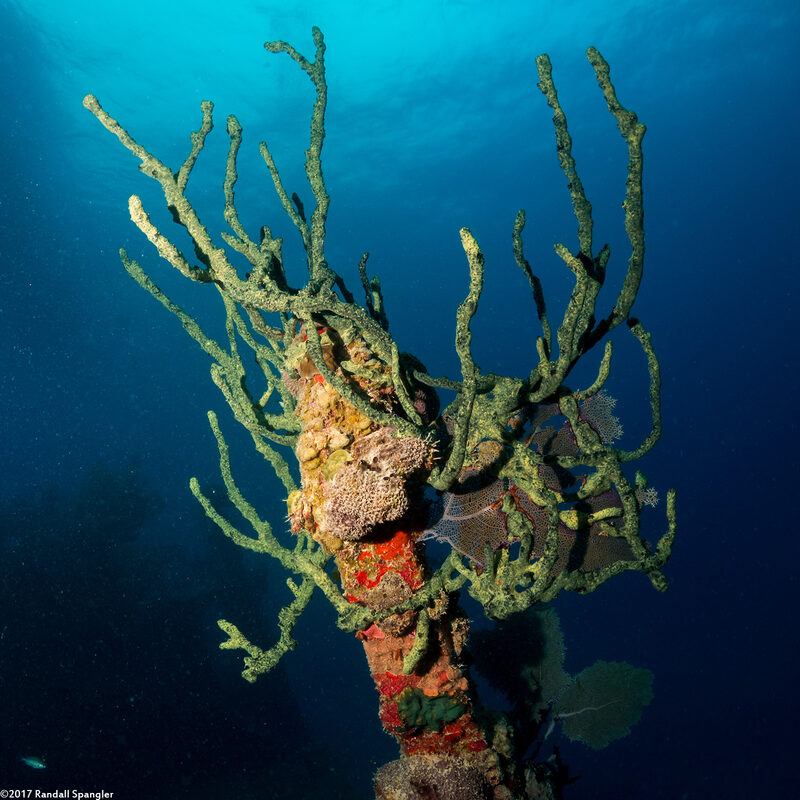 Iotrochota birotulata (Green Finger Sponge)