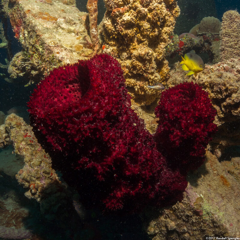 Mycale laxissima (Strawberry Vase Sponge)