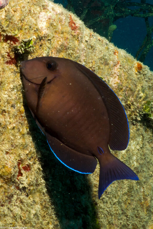 Acanthurus chirurgus (Doctorfish)
