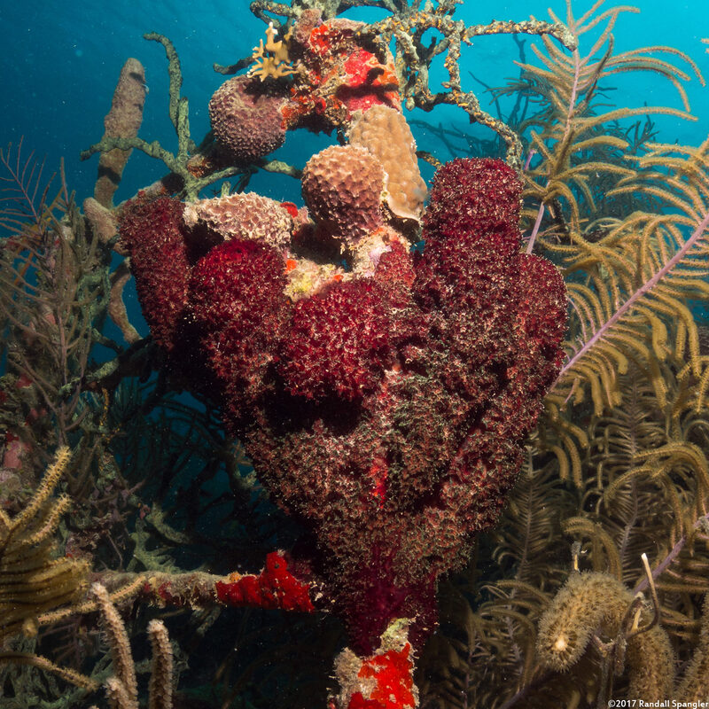 Mycale laxissima (Strawberry Vase Sponge)