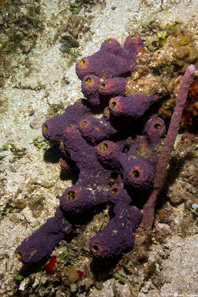 Aiolochroia crassa (Branching Tube Sponge)