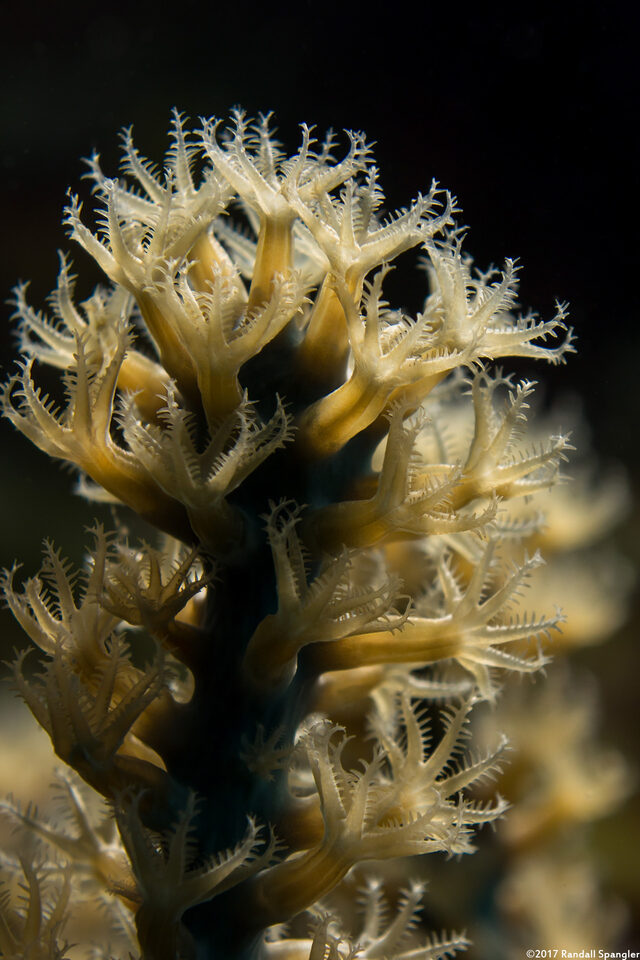 Plexaura homomalla (Black Sea Rod)