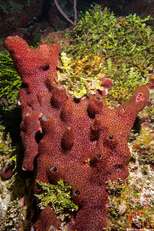 Svenzea zeai (Dark Volcano Sponge)