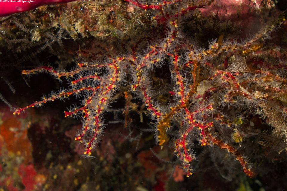 Diodogorgia nodulifera (Colorful Sea Rod)