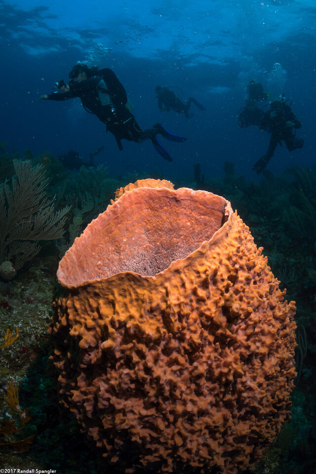 Xestospongia muta (Giant Barrel Sponge)