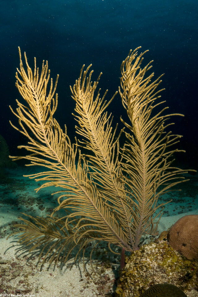 Antillogorgia sp.1 (Sea Plume)