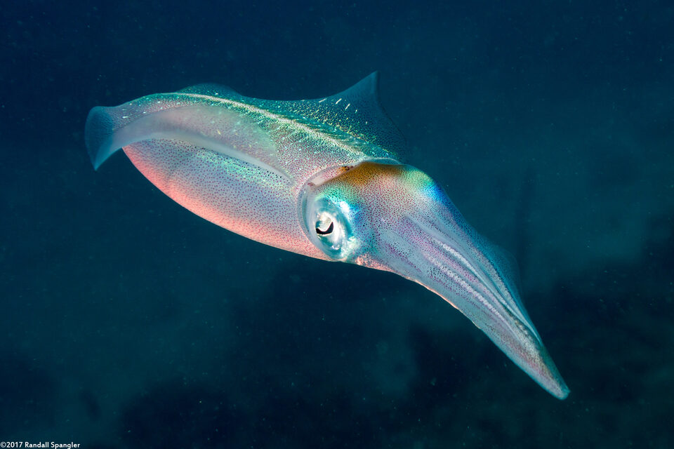 Sepioteuthis sepioidea (Caribbean Reef Squid)