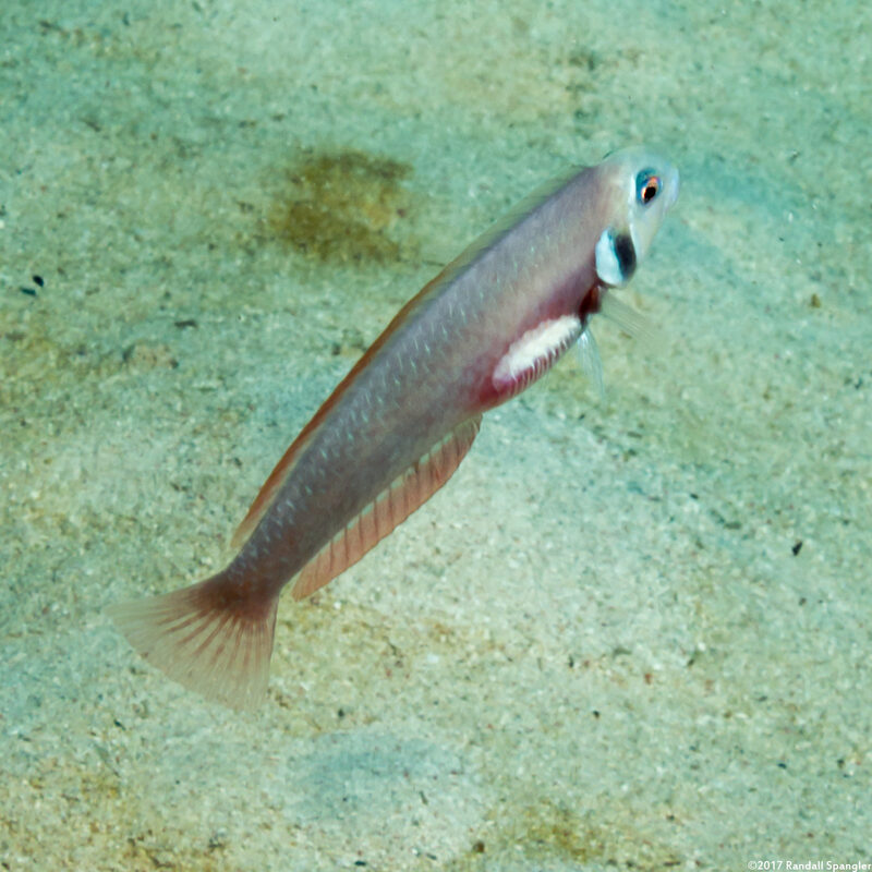 Xyrichtys martinicensis (Rosy Razorfish)
