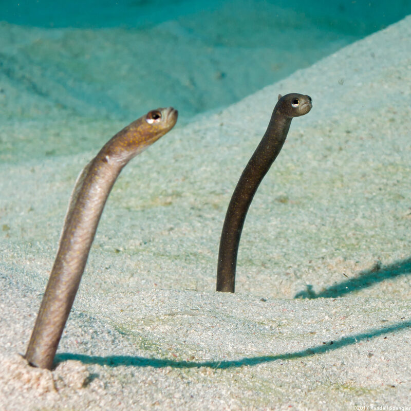 Heteroconger longissimus (Brown Garden Eel)