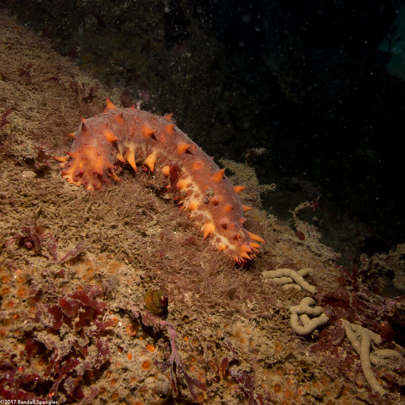 Parastichopus californicus (California Sea Cucumber); Sea cucumbers suck in sand and filter out the good parts