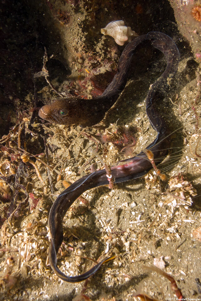 Anarrhichthys ocellatus (Wolf-Eel)