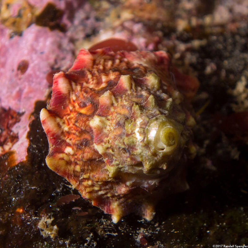 Pomaulax gibberosus (Red Top Snail)