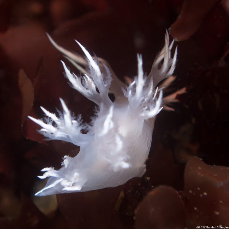 Dendronotus albus (White Dendronotus)