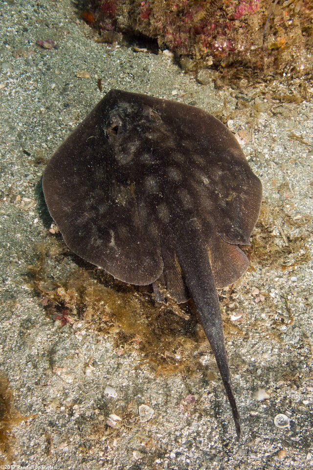 Urobatis halleri (Round Stingray)