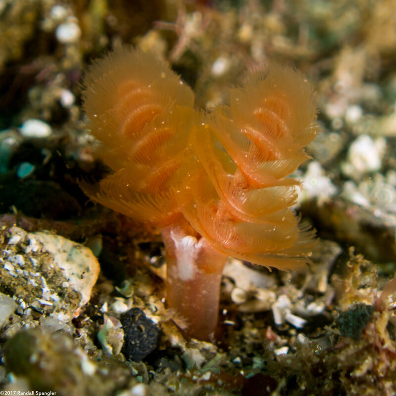 Phoronopsis californica (California Phoronid)