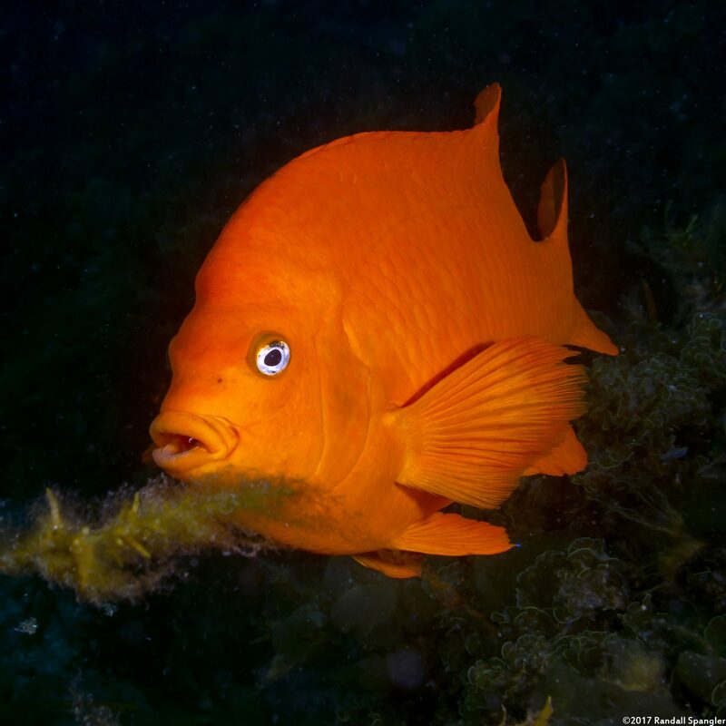 Hypsypops rubicundus (Garibaldi)