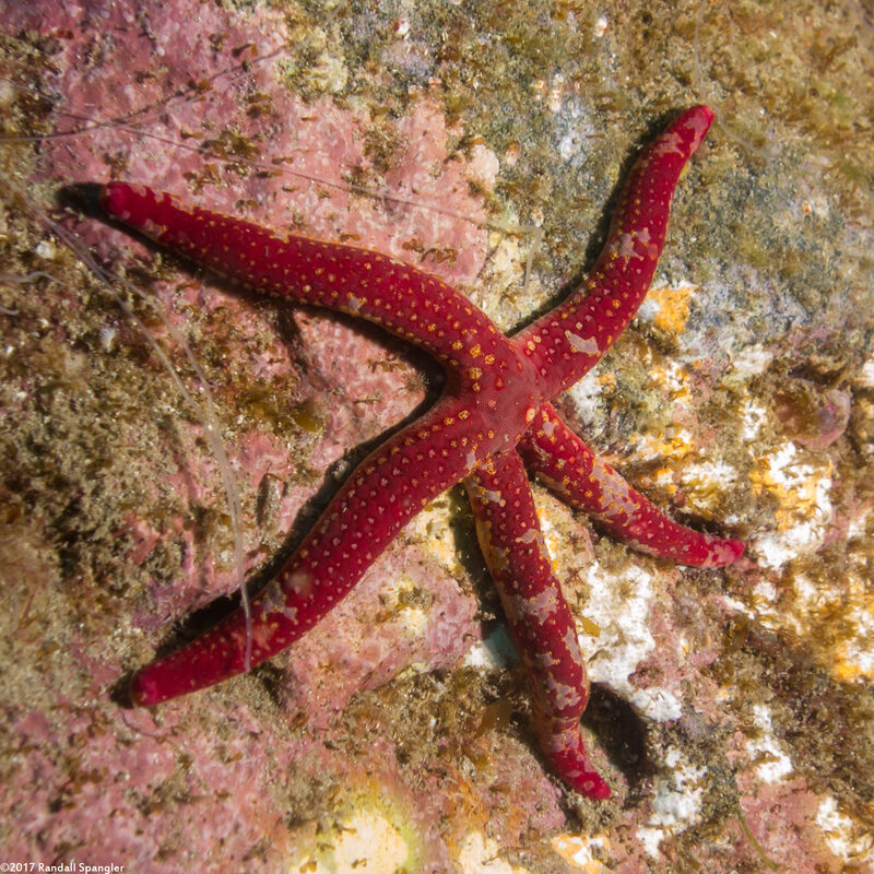 Linckia columbiae (Fragile Star)