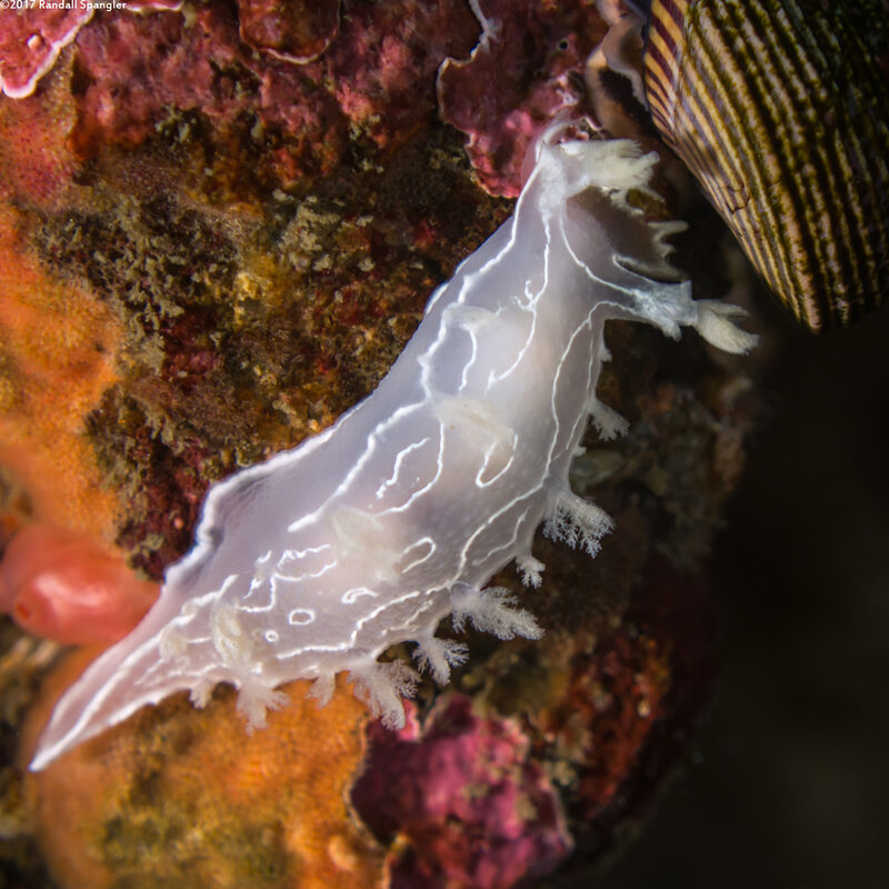 Tritonia festiva (Diamondback Tritonia)