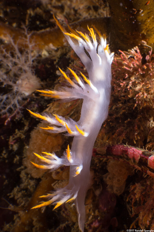 Dendronotus albus (White Dendronotus)