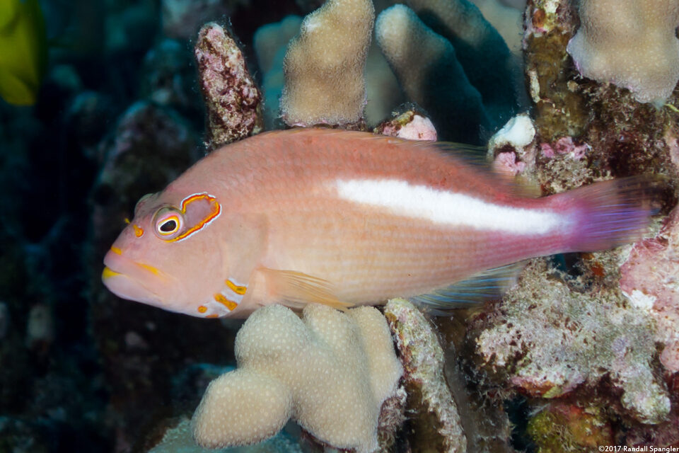 Paracirrhites arcatus (Arc-Eye Hawkfish)