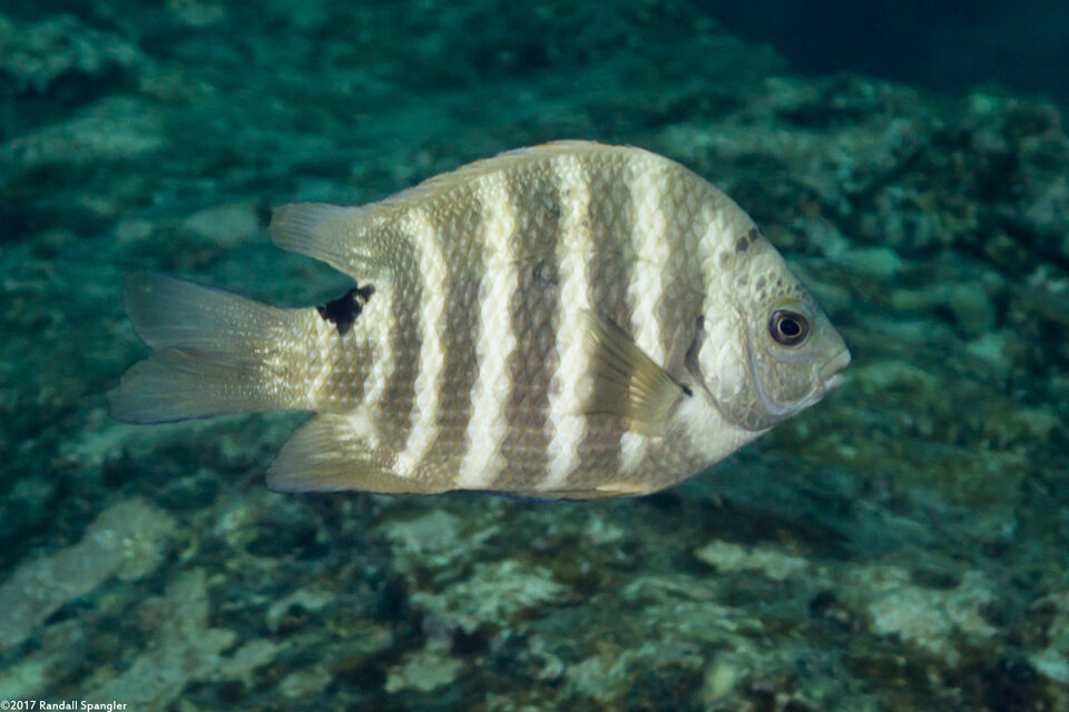 Abudefduf sordidus (Blackspot Sergeant)