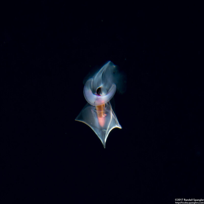 Clio pyramidata (Clio pyramidata)