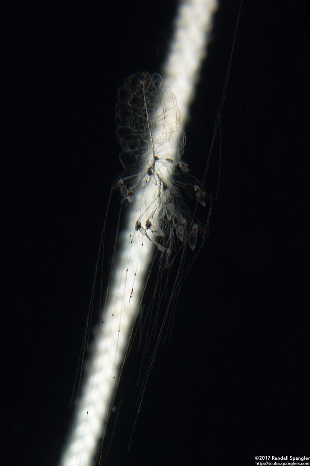 Forskalia s.1 (Forskalia sp.1)