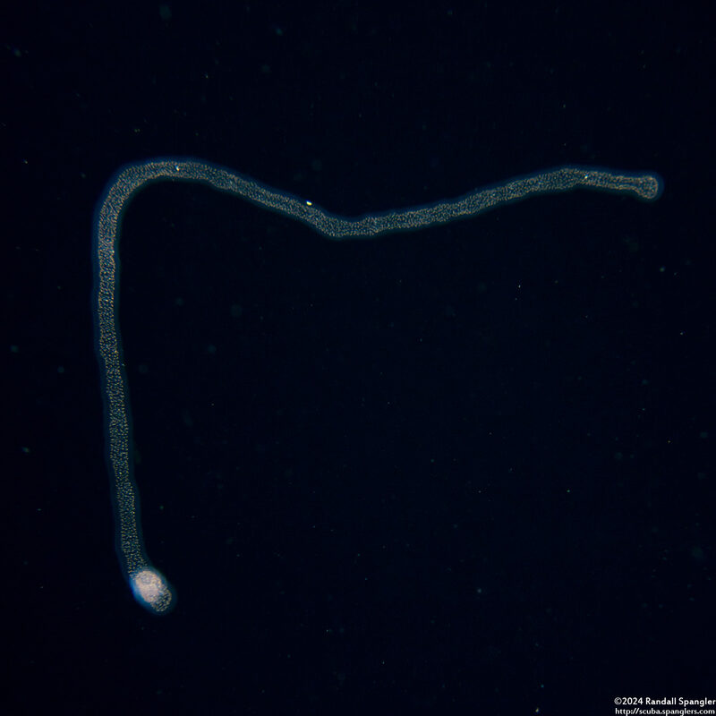 Collozoum sp.1 (Collozoum sp.1)