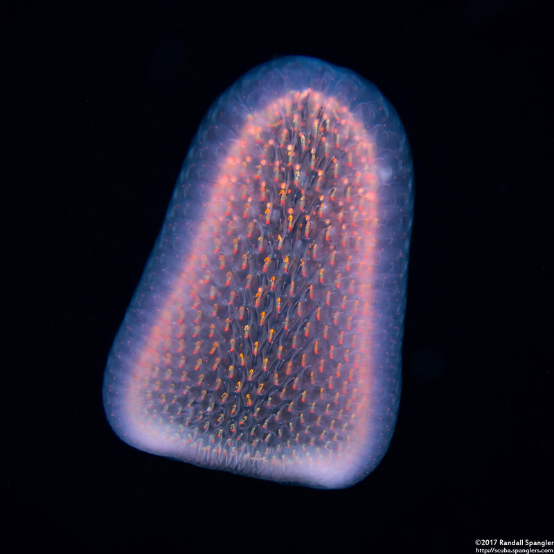 Pyrosoma atlanticum (Pyrosome)