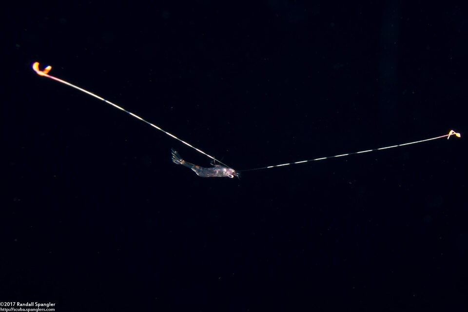 Family Hippolytidae (Larval Hippolytidae Shrimp)