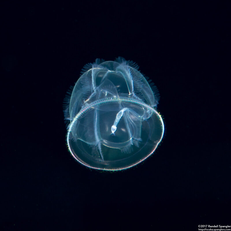 Class Enteropneusta (Larval Acorn Worm)