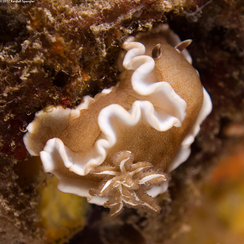 Glossodoris rufomarginata (White-Margin Nudibranch)