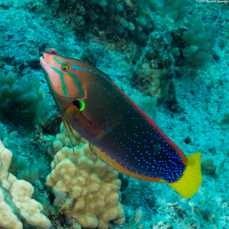 Coris gaimard (Yellowtail Coris)