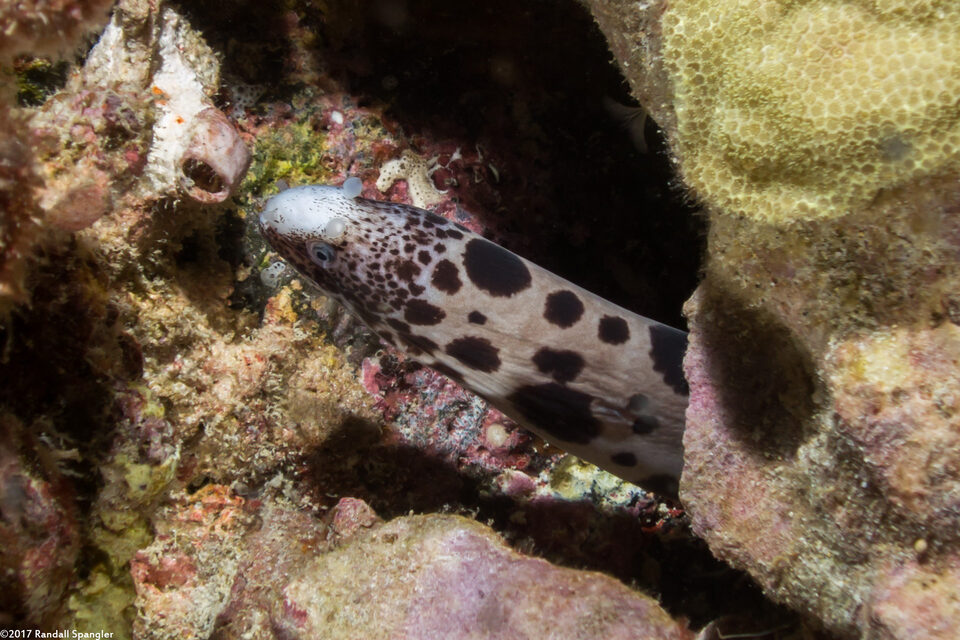 Uropterygius polyspilus (Large-Spotted Snake Moray)
